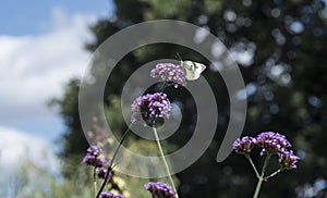 Large White Butterfly, Great Cabbage White, Pieris brassicae 4