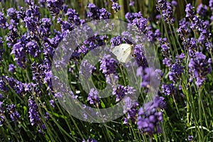 Large white butterfly on lavender flowers on a summer day