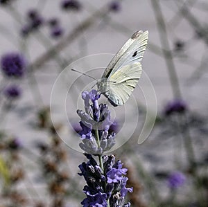 A large  white butterfly perched on lavender flower feeding