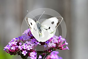 Large White Butterfly - Pieris brassicae