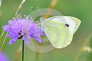 Large White Butterfly - Pieris brassicae