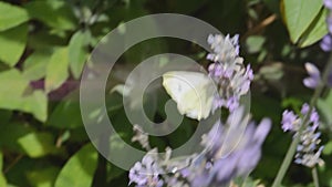 Large white butterfly Pieris Brassicae