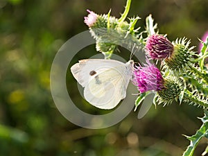 The large white butterfly Pieris brassicae, cabbage butterfly