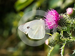 The large white butterfly Pieris brassicae, cabbage butterfly