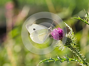 The large white butterfly Pieris brassicae, cabbage butterfly