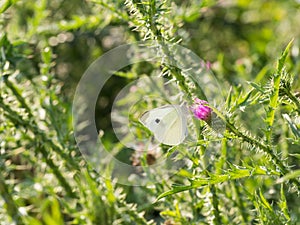 The large white butterfly Pieris brassicae, cabbage butterfly