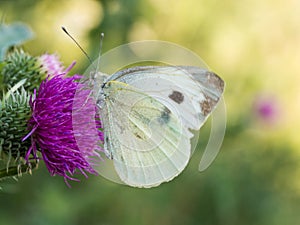 The large white butterfly Pieris brassicae, cabbage butterfly