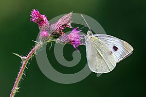 Large White Butterfly - Pieris brassicae feeding on a thistle.