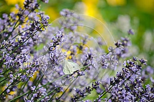 Large white butterfly (Pieris brassicae) in the flowers