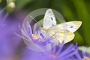 Large White Butterfly - Pieris brassicae - on Michaelmas daisy - Aster novi-belgii