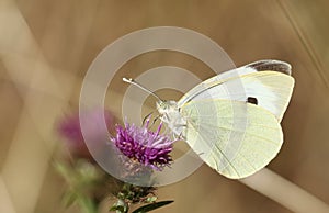 A pretty Large White Butterfly Pieris brassicae nectaring on a pretty Knapweed flower Centaurea nigra. photo