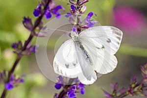 Large White Butterfly - Pieris brassicae - on Salvia nemorosa