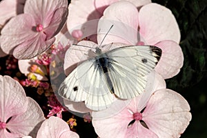 Large White Butterfly - Pieris brassicae on a woodland flower.