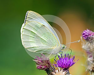 Large White Butterfly - Pieris brassicae in a Worcestershire woodland.