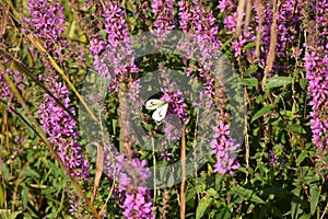 A Large White butterfly on pink flowers