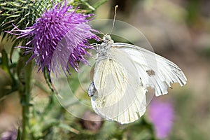 Large White Butterfly On Thistle