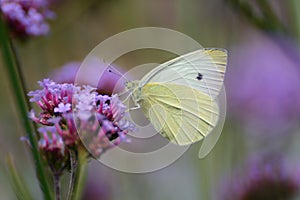 Large white butterfly on violet verbena.