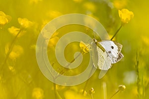 Large white butterfly on yellow flower