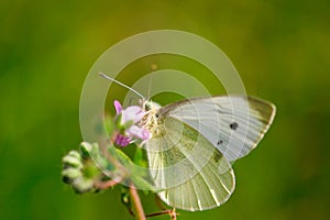 The large white cabbage butterfly, cabbage white, cabbage moth (Pieris brassicae), on yellow flower. White butterfly