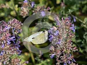 The large white or cabbage butterfly, cabbage white (Pieris brassicae) with white wings with black tips on the forewings