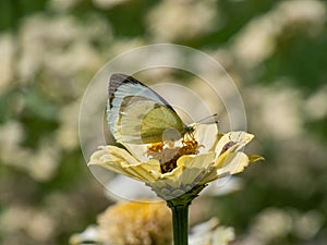 The large white or cabbage butterfly, cabbage white (Pieris brassicae) with white wings with black tips on the forewings