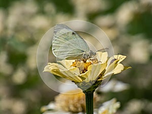 The large white or cabbage butterfly, cabbage white (Pieris brassicae) with white wings with black tips on the forewings