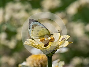 The large white or cabbage butterfly, cabbage white (Pieris brassicae) with white wings with black tips on the forewings