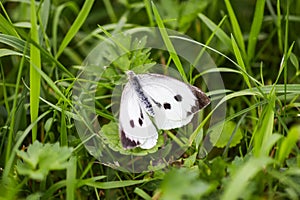 Large white cabbage butterfly or Pieris brassicae