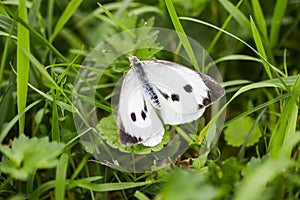 Large white cabbage butterfly or Pieris brassicae