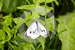 Large white cabbage butterfly or Pieris brassicae