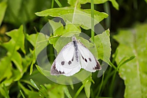 Large white cabbage butterfly or Pieris brassicae