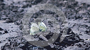 Large white cabbage butterfly Pieris brassicae drinking from ground.