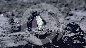 Large white cabbage butterfly Pieris brassicae drinking from ground.