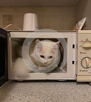 A large white cat climbed into the microwave and sits