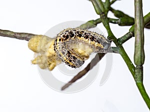 Large White caterpillar with braconid wasp cocoons, probably Cotesia glomerata. Nature.