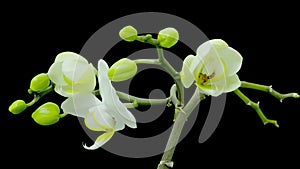 A large white Cattlea orchid opens in this 4K Quad Ultra