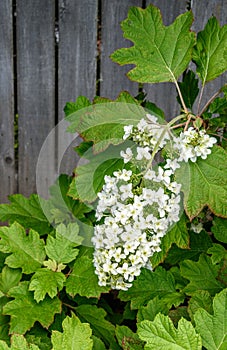 Large white cluster of tiny flower blooms on an Oakleaf Hydrangea growing against a wooden fence