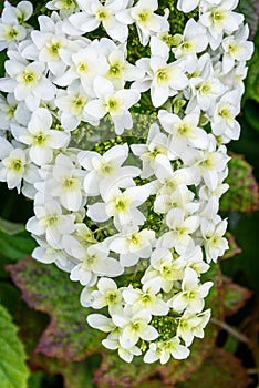 Large white cluster of tiny flower blooms on an Oakleaf Hydrangea growing in a garden