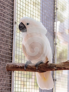 Large white -cocked cockatoo -Cacatua alba - Plyctolophus alba -