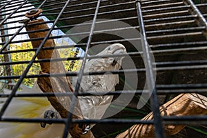 Large  white-cocked cockatoo -Cacatua alba - Plyctolophus alba - looking through the bars in Gan Guru kangaroo park in Kibutz Nir