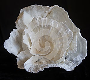 Large White Coral Flower Isolated on Black Background