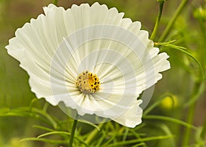 Large white cosmos flower in a summer garden