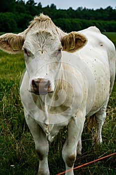 Large white cow grazes on the field outdoors