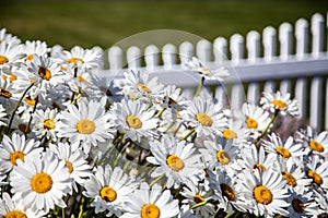 Large White Daisies in Front of White Picket Fence