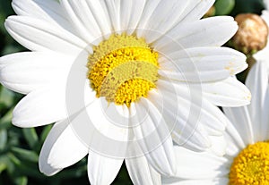 large white daisy with corolla and petal blossomed in the garden