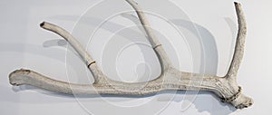 Large white deer antler on a white background in the museum, close-up