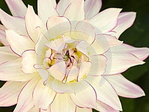 Large white dinner plate dahlia flower with pink edged petals.