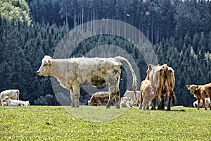 Large white dirty cow on the flat green pasture by the flock