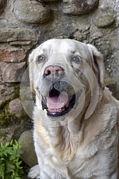 Large white dog of the diver breed sits against background of old stone wall. Good-natured purebred dog has opened its mouth