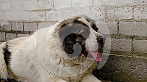 A large white dog lies with his tongue hanging out. Stuffy and hot for a big animal.